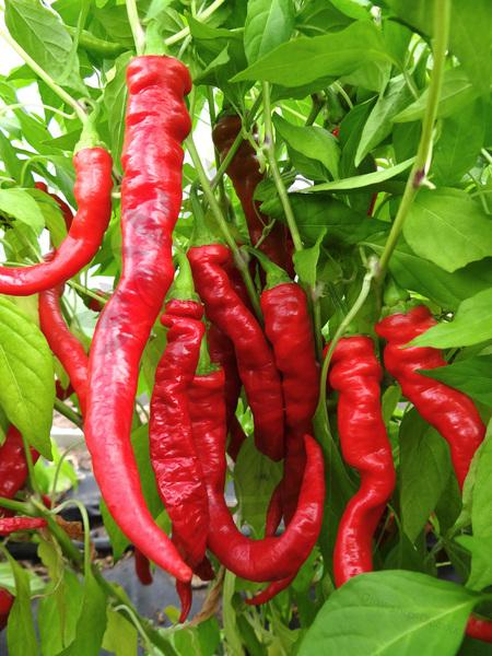 Chili paprika - červená